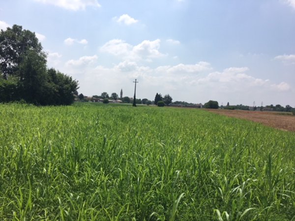terreno edificabile in vendita a Reana del Rojale in zona Rizzolo