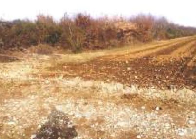 terreno agricolo in vendita a San Daniele del Friuli