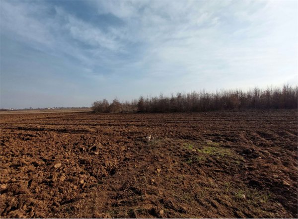 terreno agricolo in vendita a San Daniele del Friuli