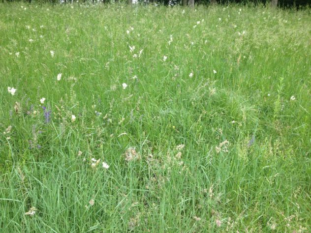 terreno edificabile in vendita a San Daniele del Friuli