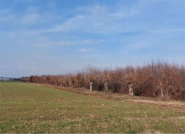 terreno agricolo in vendita a San Daniele del Friuli