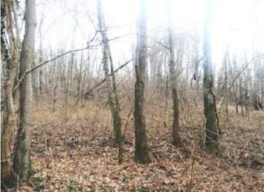 terreno agricolo in vendita a San Daniele del Friuli