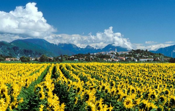 terreno edificabile in vendita a San Daniele del Friuli