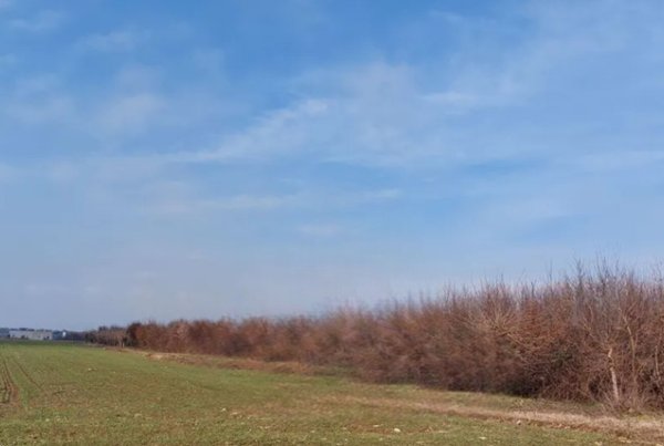 terreno agricolo in vendita a San Daniele del Friuli