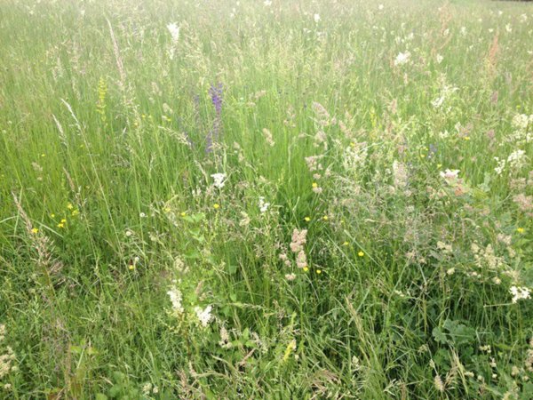 terreno agricolo in vendita a San Daniele del Friuli