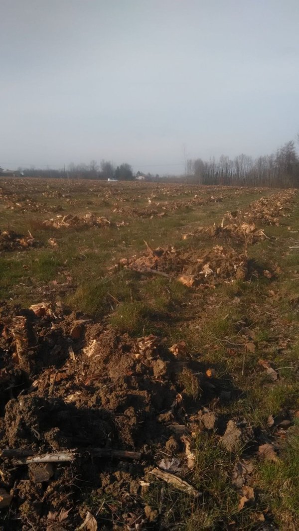 terreno agricolo in vendita a San Giorgio di Nogaro