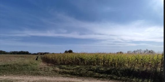 terreno agricolo in vendita a Santa Maria la Longa