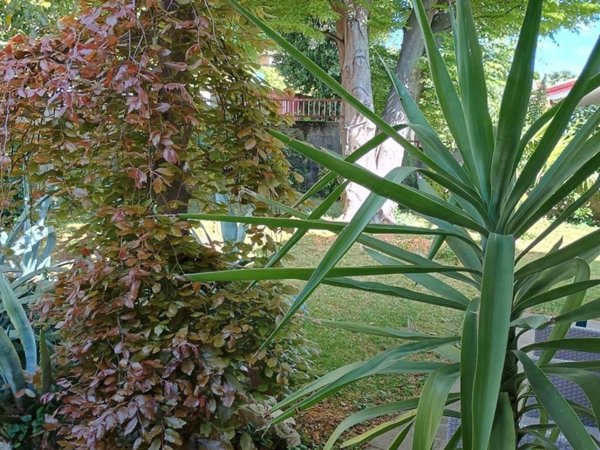 casa indipendente in vendita a Tavagnacco