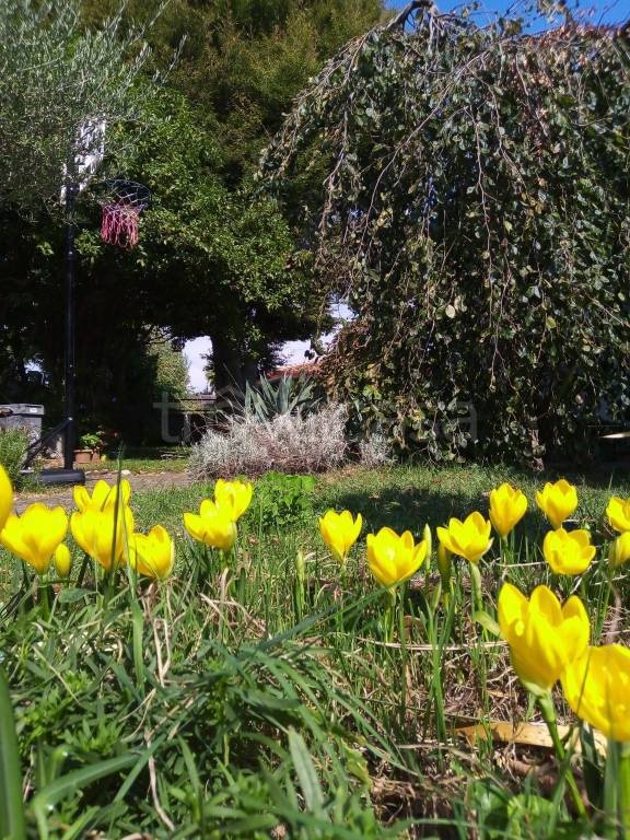 casa indipendente in vendita a Tricesimo in zona Morena