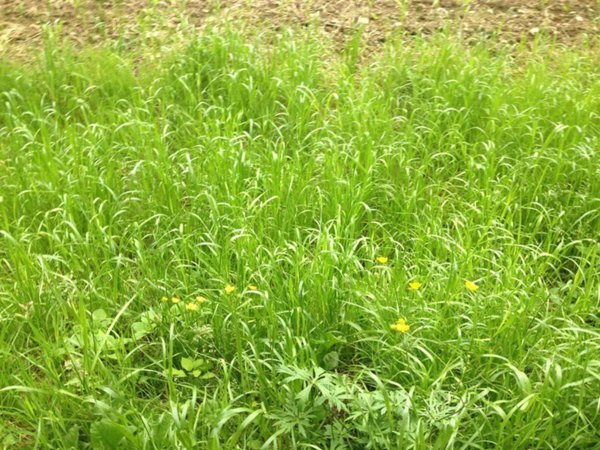 terreno agricolo in vendita ad Udine in zona Paparotti