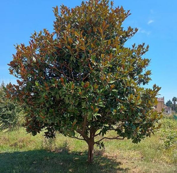 terreno agricolo in vendita a Visco