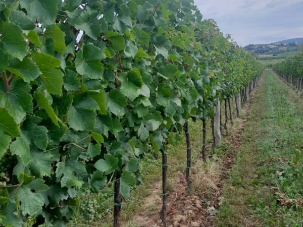 terreno agricolo in vendita a Cormons
