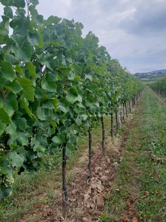 terreno agricolo in vendita a Cormons