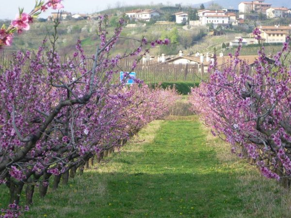 terreno agricolo in vendita a Cormons