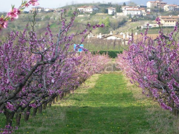 terreno agricolo in vendita a Cormons