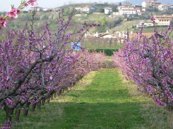 negozio in vendita a Cormons