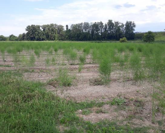 terreno agricolo in vendita a Farra d'Isonzo
