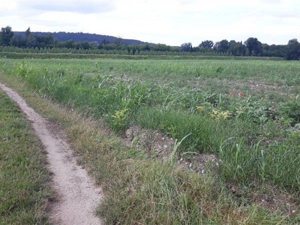 terreno agricolo in vendita a Farra d'Isonzo