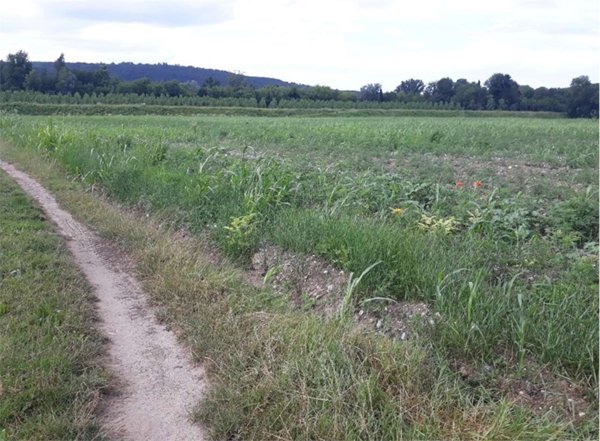 terreno agricolo in vendita a Farra d'Isonzo
