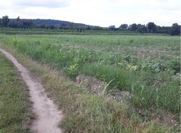 terreno agricolo in vendita a Farra d'Isonzo