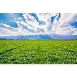 terreno agricolo in vendita a Gorizia in zona Lucinico