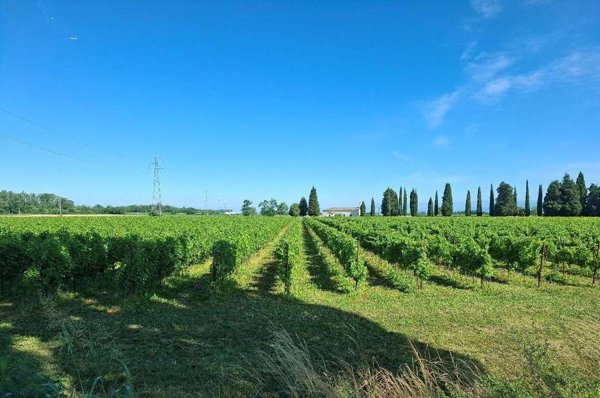 terreno agricolo in vendita a Romans d'Isonzo