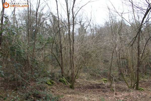 terreno agricolo in vendita a Sagrado