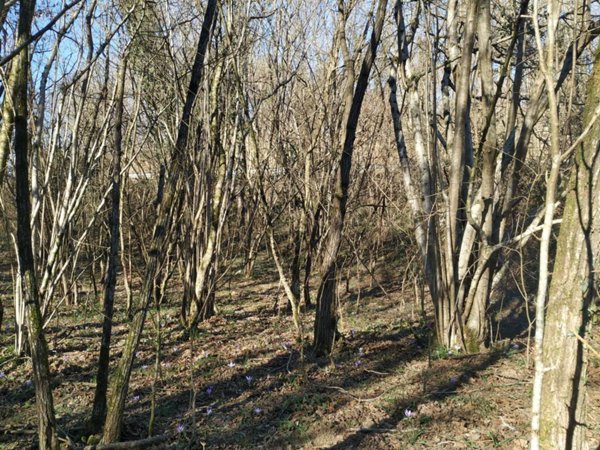 terreno agricolo in vendita a San Floriano del Collio
