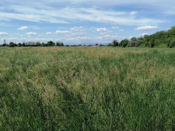 terreno agricolo in vendita a San Pier d'Isonzo in zona San Zanut