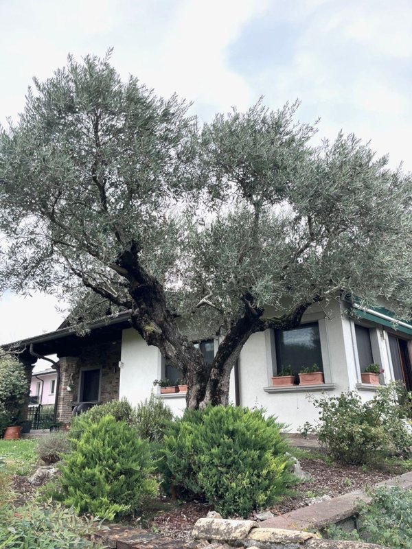 casa indipendente in vendita a Staranzano