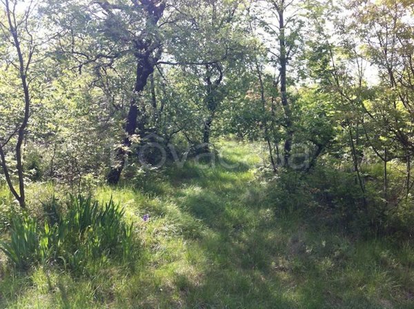 terreno agricolo in vendita a Duino Aurisina in zona Visogliano