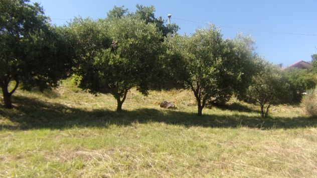 terreno agricolo in vendita a Muggia