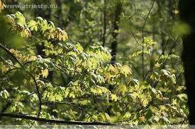 terreno agricolo in vendita a Muggia in zona Vignano