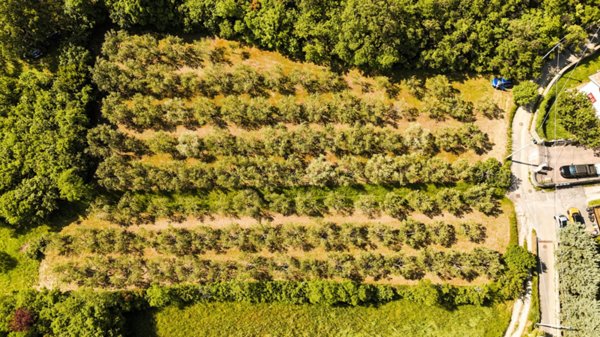 terreno agricolo in vendita a Muggia in zona Santa Barbara