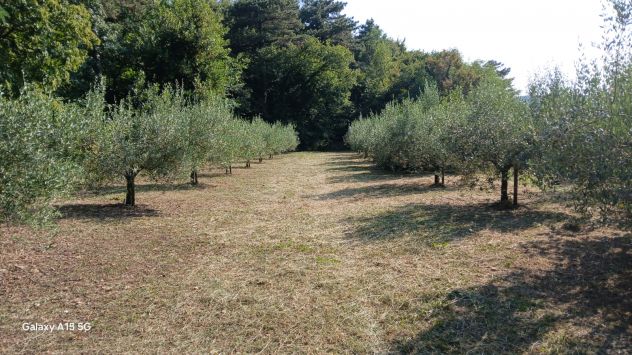 terreno agricolo in vendita a San Dorligo della Valle