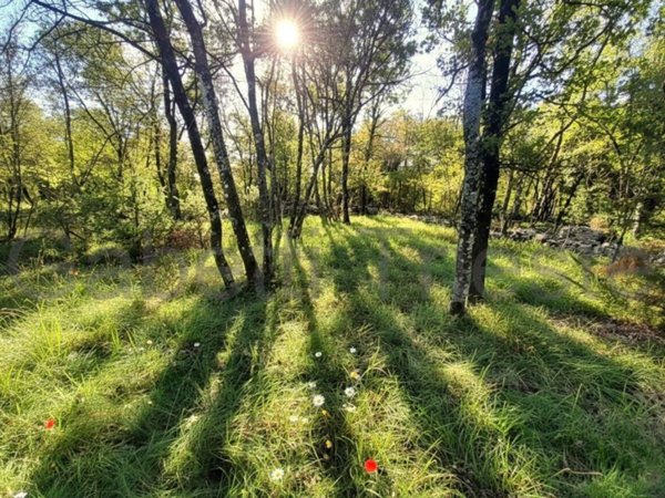 terreno agricolo in vendita a Sgonico in zona Borgo Grotta Gigante