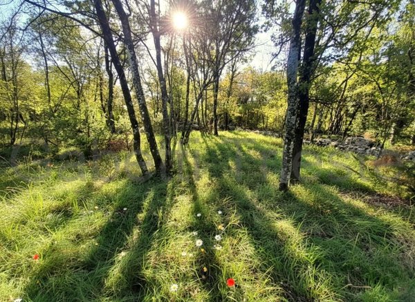 terreno agricolo in vendita a Sgonico in zona Borgo Grotta Gigante