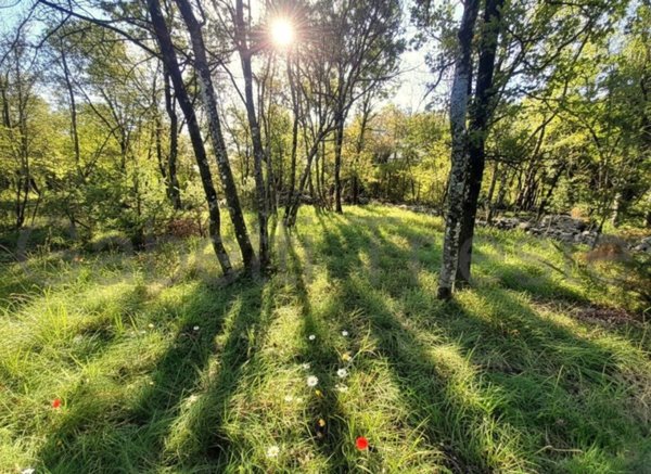 terreno agricolo in vendita a Sgonico in zona Borgo Grotta Gigante
