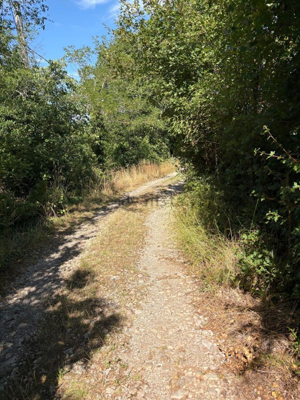 terreno agricolo in vendita a Sgonico