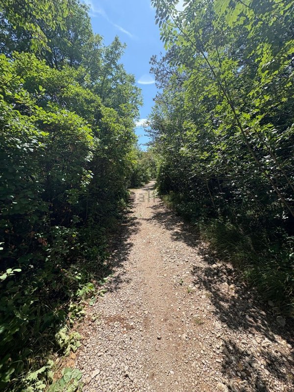 terreno agricolo in vendita a Sgonico
