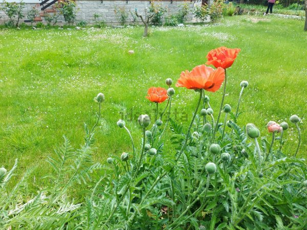 casa indipendente in vendita a Sgonico