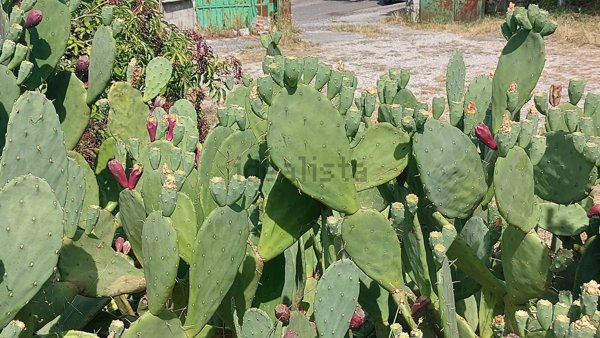 terreno edificabile in vendita a Trieste in zona Santa Croce