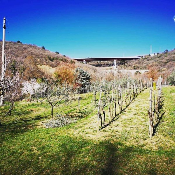 terreno agricolo in vendita a Trieste in zona Santa Maria Maddalena Superiore