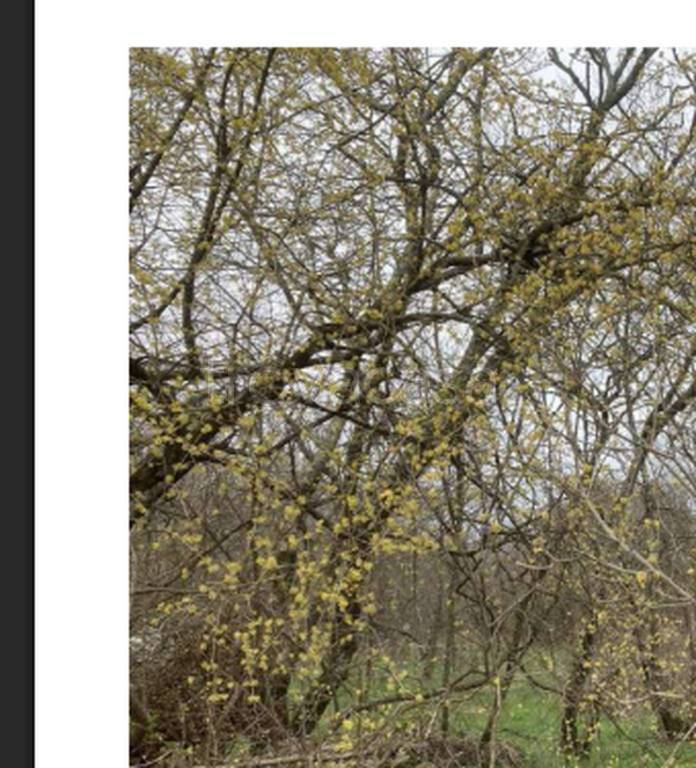 terreno agricolo in vendita a Trieste in zona Opicina
