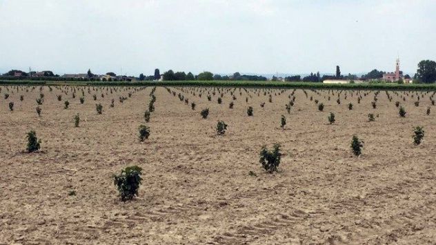 terreno agricolo in vendita a Borgo d'Ale