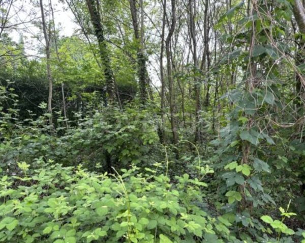 terreno agricolo in vendita a Gattinara