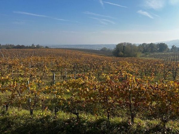 terreno agricolo in vendita ad Agazzano