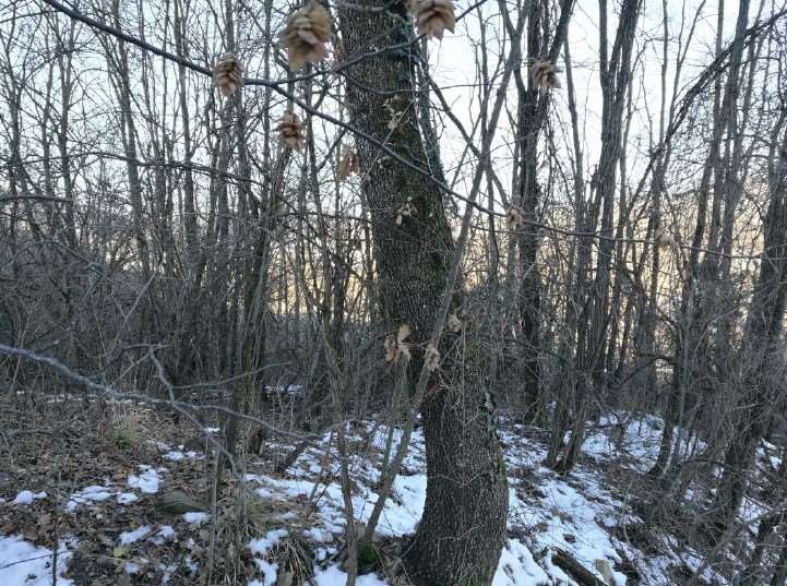 terreno edificabile in vendita a Bettola