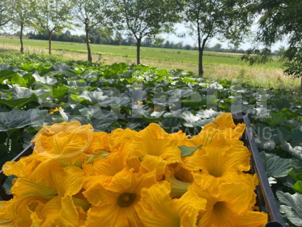 intera palazzina in vendita a Borgonovo Val Tidone