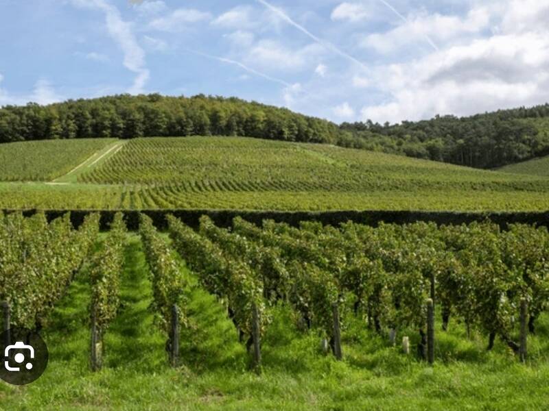 azienda agricola in vendita a Borgonovo Val Tidone